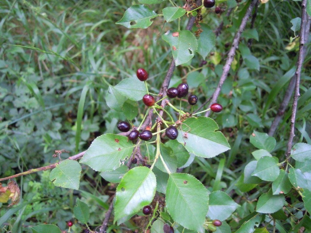 Prunus mahaleb / Ciliegio canino